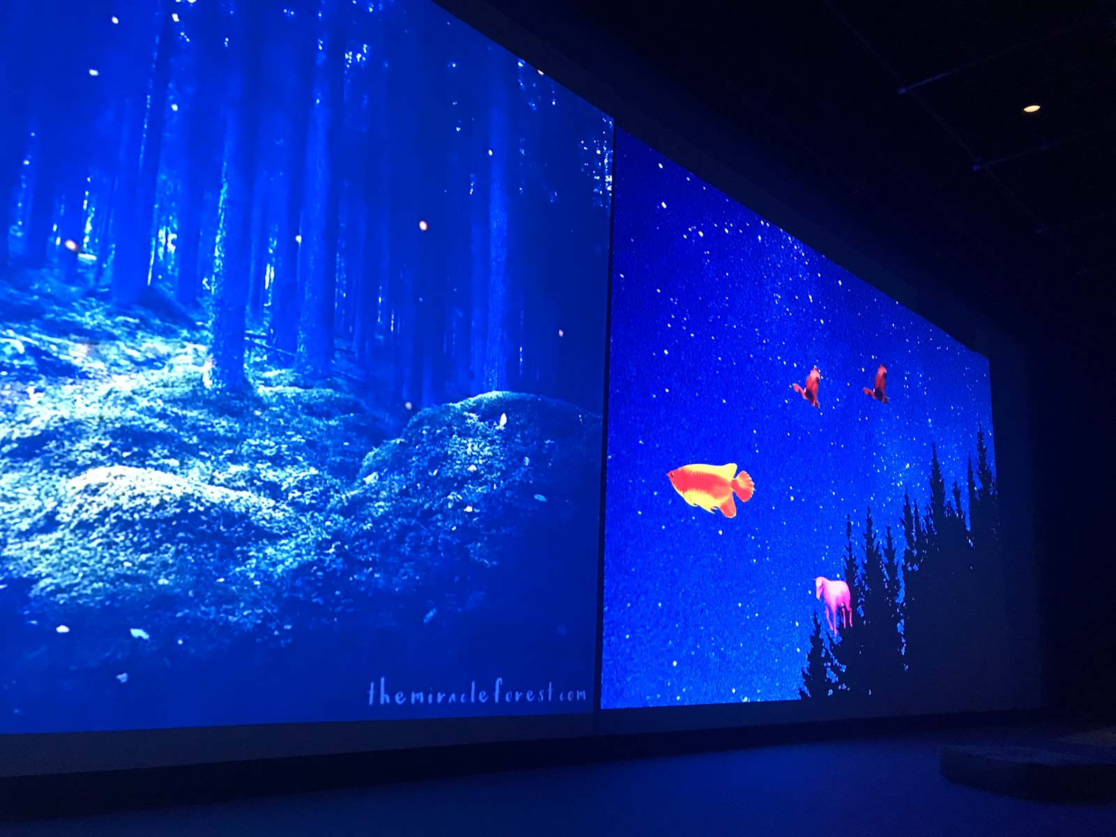 2 large screens showing a forest and a night sky